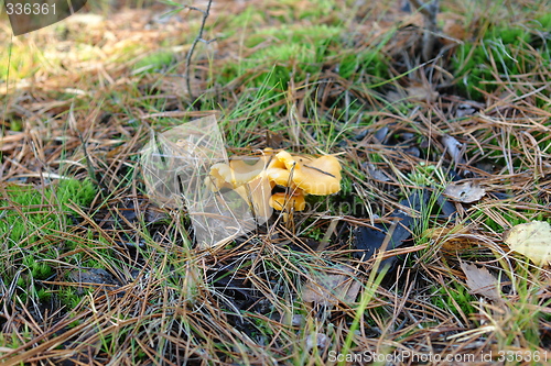 Image of Hard to find Chantarelles