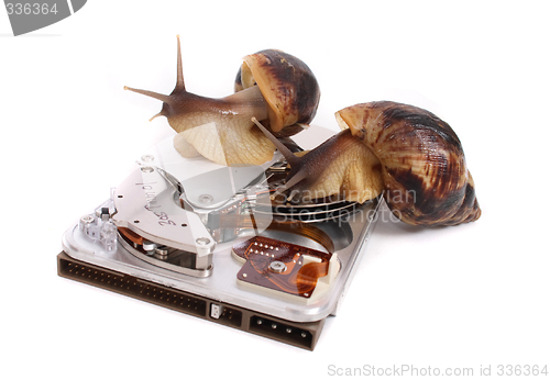 Image of snails