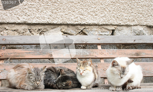 Image of four cats