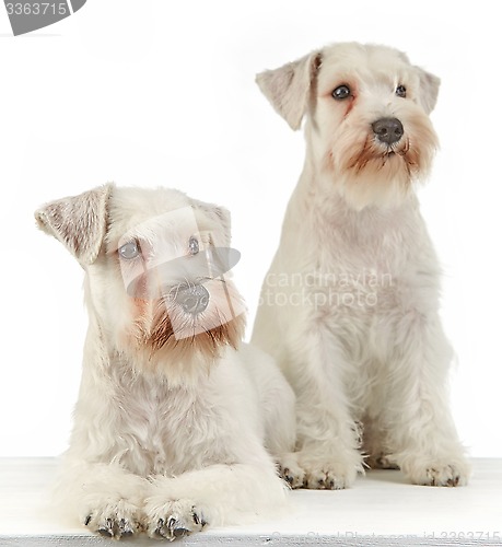 Image of white schnauzer puppies