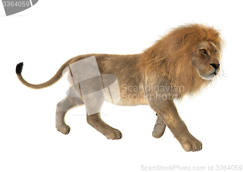 Image of Male Lion