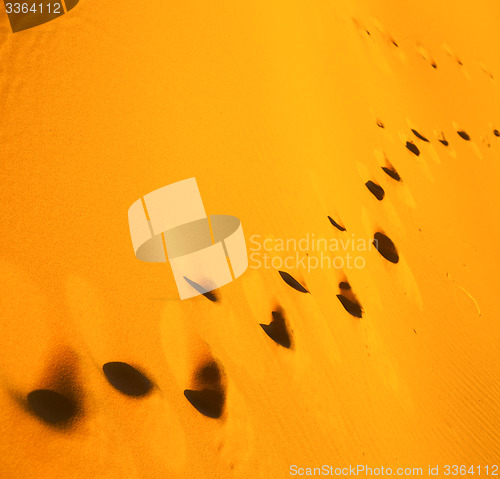 Image of africa the brown sand dune in   sahara morocco desert line