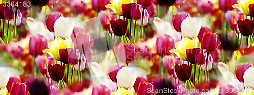 Image of panorama of multicolor tulips