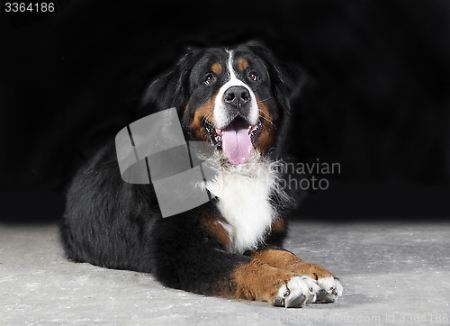 Image of Bernese mountain dog Studio