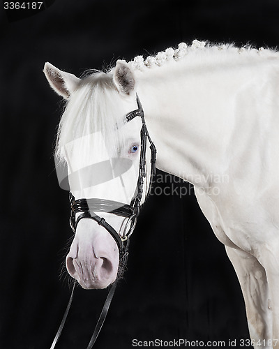 Image of German Riding Pony