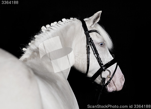 Image of Riding Pony white