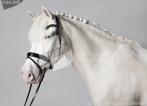 Image of Riding Pony Schimmel white background