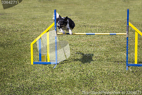 Image of Dog Agility jumping