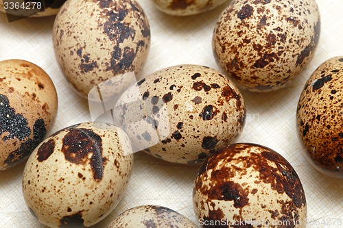 Image of Quail eggs
