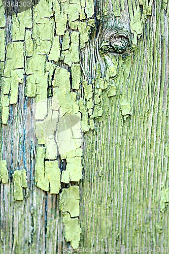 Image of green tree bark texture background