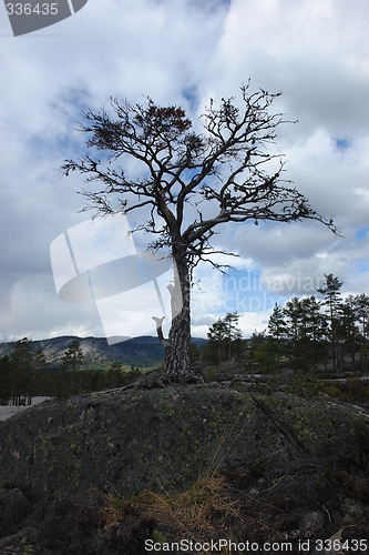 Image of Dead tree on bedrock
