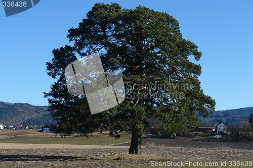 Image of Old tree in middle of field