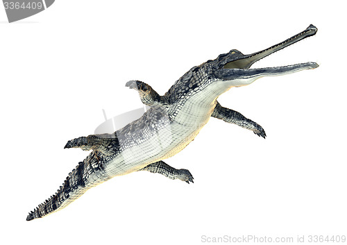 Image of Gharial