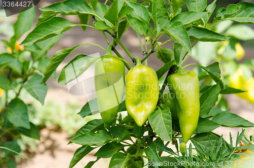 Image of Fruits of pepper on the bush