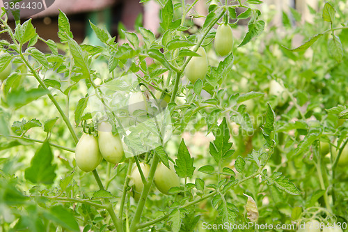 Image of Thickets of tomatoes with green fruit is not ripe