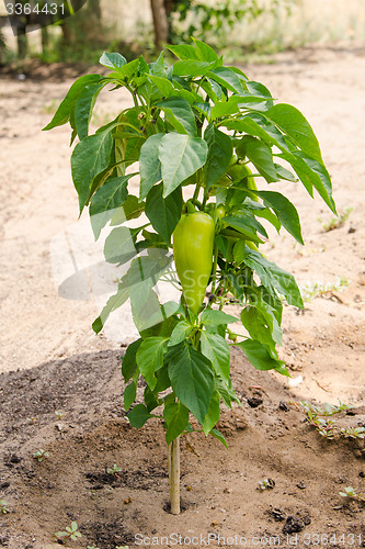 Image of Bush pepper with fruits