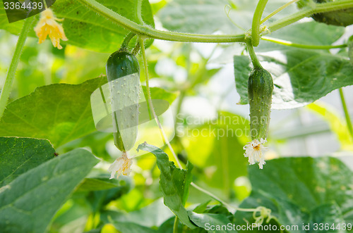 Image of Fruits ripen in the greenhouse cucumbers