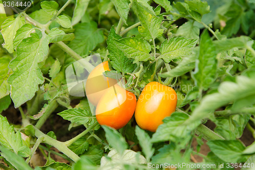 Image of Ripened tomatoes on a bed