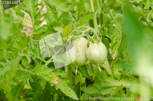 Image of Shrubs are not ripe tomatoes with green fruit