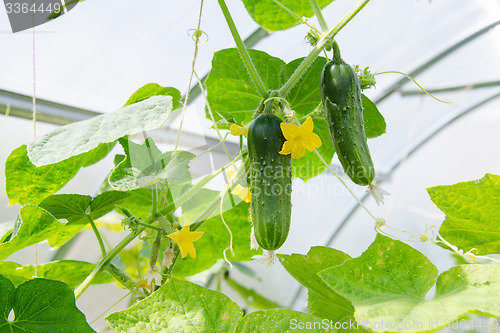Image of Flowers and fruits ripened cucumbers in the greenhouse