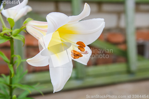 Image of Lily flower on the dacha