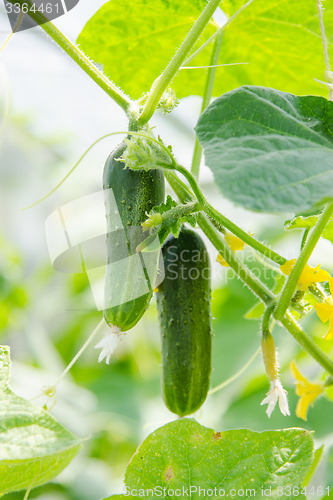 Image of The fruit of cucumbers ripen on the branch