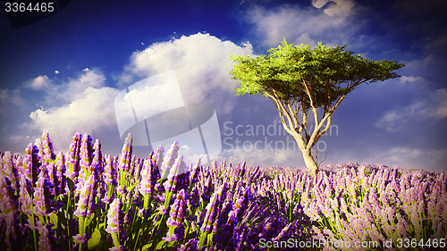 Image of Lavender fields 