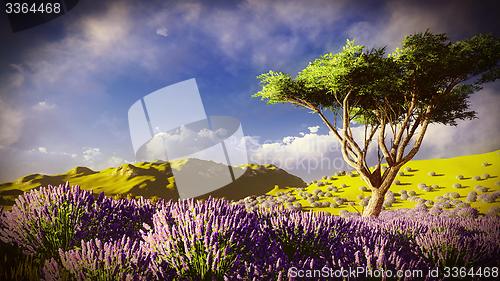 Image of Lavender fields 