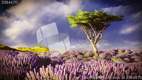 Image of Lavender fields 