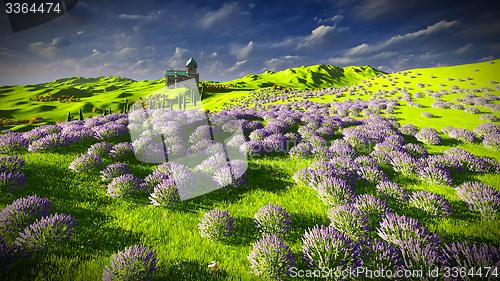 Image of Lavender fields 