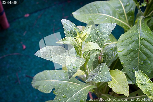 Image of jasmine tobacco plant