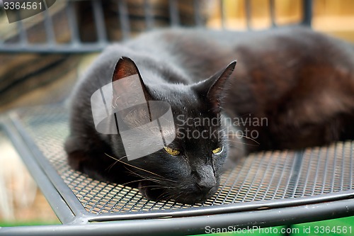 Image of sleepy Havana Brown Cat resting on chair