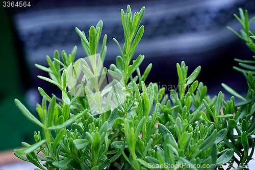 Image of young lavender plant