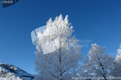 Image of White birch tree with ice crystals