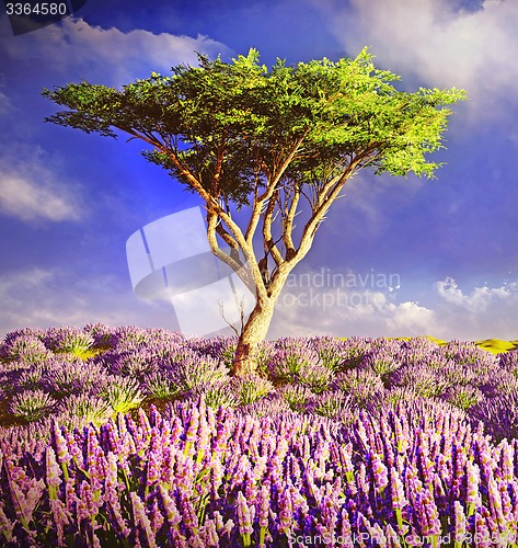 Image of Lavender fields 