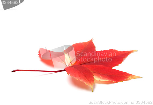 Image of Red autumn virginia creeper leaves on white background with copy