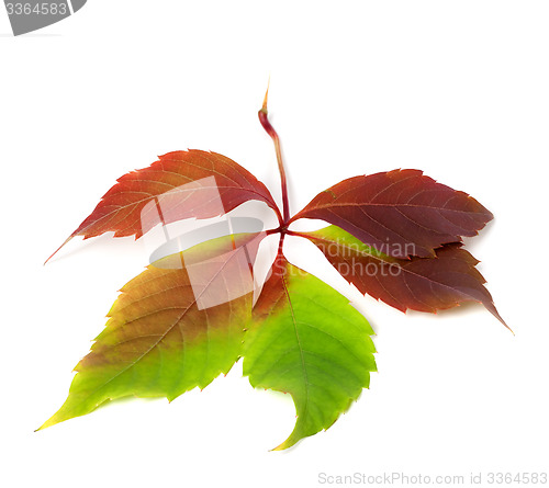 Image of Multicolor autumnal virginia creeper leaf. Isolated on white bac