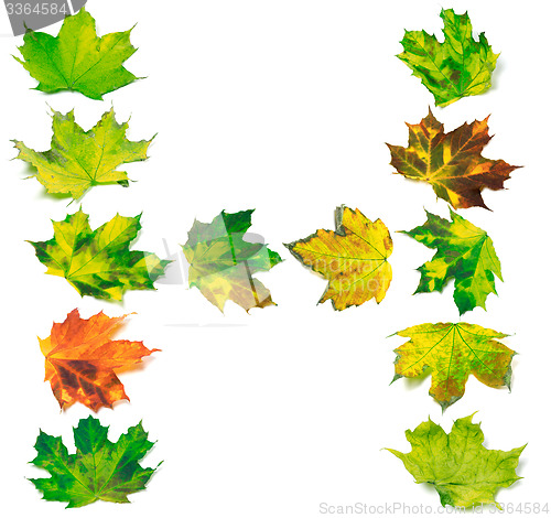 Image of Letter H composed of multicolor maple leafs
