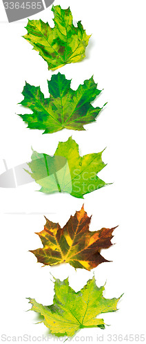 Image of Letter I composed of multicolor maple leafs