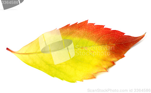 Image of Multicolor autumn leaf from parthenocissus quinquefolia foliage