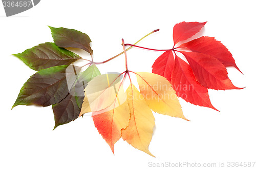 Image of Three multicolor virginia creeper leafs 