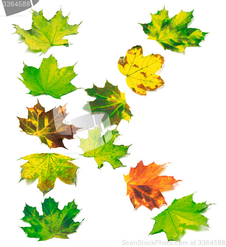 Image of Letter K composed of multicolor maple leafs