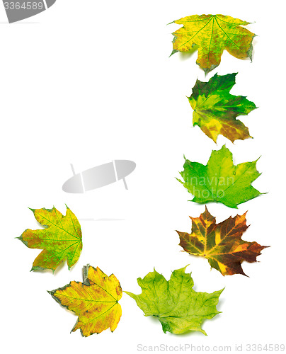 Image of Letter J composed of multicolor maple leafs