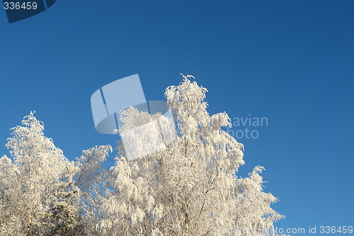 Image of Frosty trees against blue sky