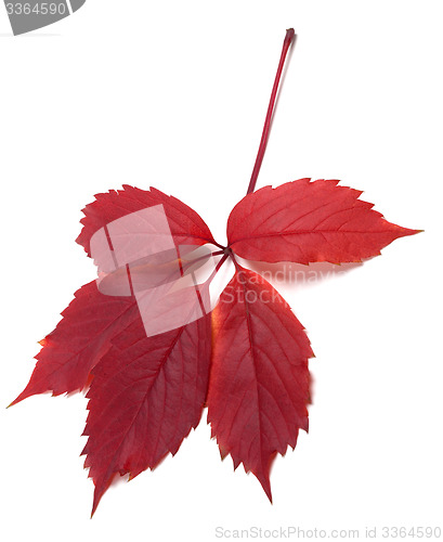 Image of Dark-red autum virginia creeper leaf 