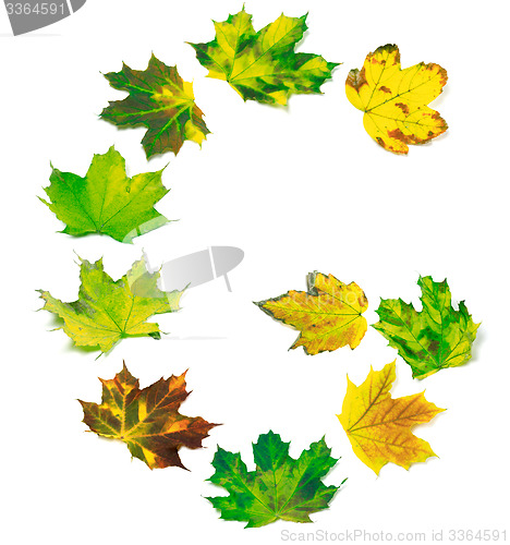 Image of Letter G composed of yellowed maple leafs