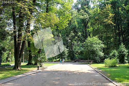 Image of path in the park with big trees