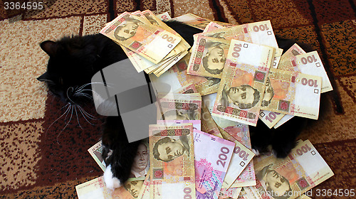 Image of cat lying on the carpet with Ukrainian money