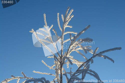 Image of Sunlit treetop with ice crystals against blue sky