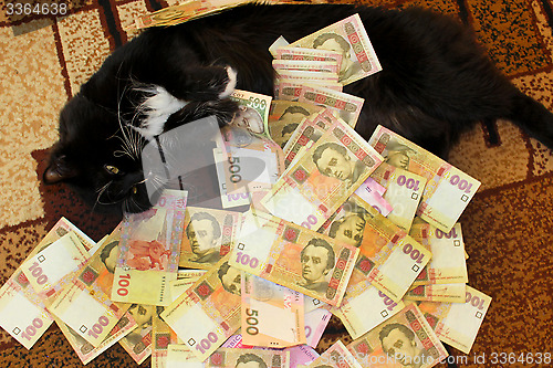 Image of cat lying on the carpet with Ukrainian money